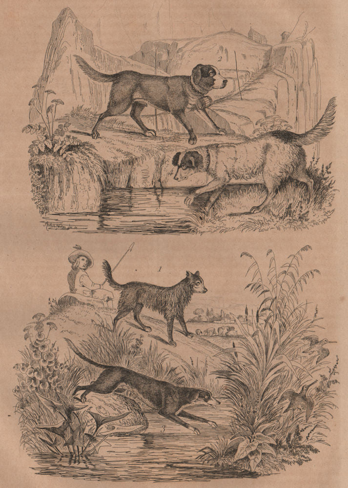 Sheep dog. St Bernard. Ffoxhound/hunting/game dog. White Newfoundland dog 1834